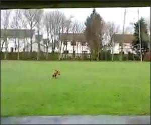 Dog Searching for Owner