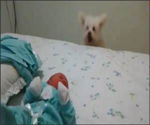  Funny Dog Sees Baby Video