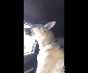 dog singing animals Funny Video