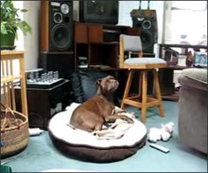 Dog Sings with bird Funny Video