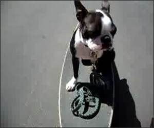 Dog Skateboarding Funny Video