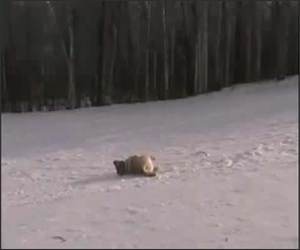 Dog Sledding Funny Video