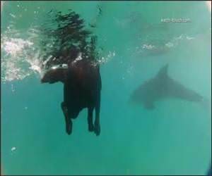 Dog swimming with the Dolphins Video