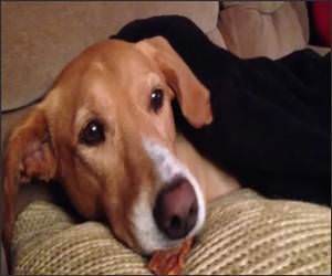 Dog Treat Wakeup Funny Video