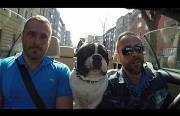 dog tryin to speak different languages Funny Video