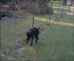 Dog Vs Electric Fence Video