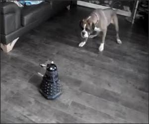 Dog Vs Robot Funny Video