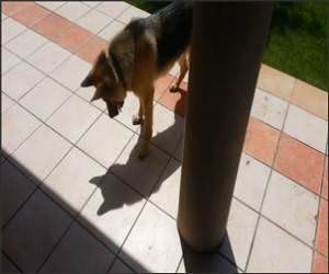 Dog Vs Shadow Funny Video