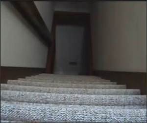 Little Dog Vs Stairs Video
