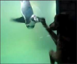 Dog Vs Penguin Funny Video