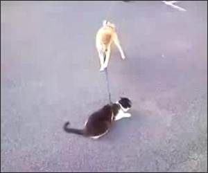 Dog wants to walk cat Funny Video