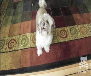 Dog with Amazing Screams Video