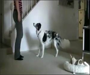 Dog Workout Buddy Funny Video