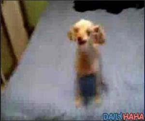 Dog Malfunction 2 Funny Video