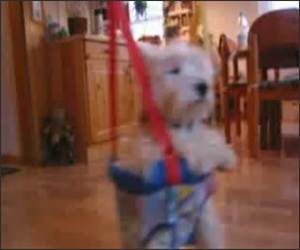 Dog Swinging