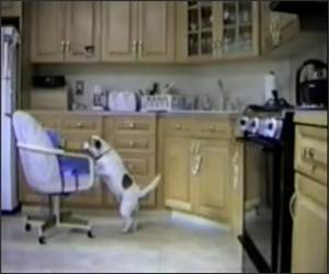 Dog Uses chair to get treat