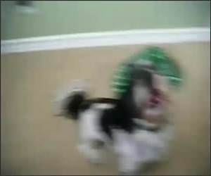 Doggy Death Cry Funny Video