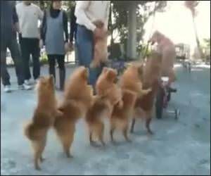 Doggy Conga Line Funny Video