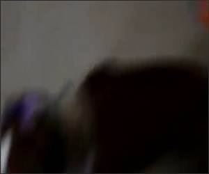 Dogs Birthday Present Funny Video