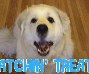 Dogs Catching Treats Funny Video