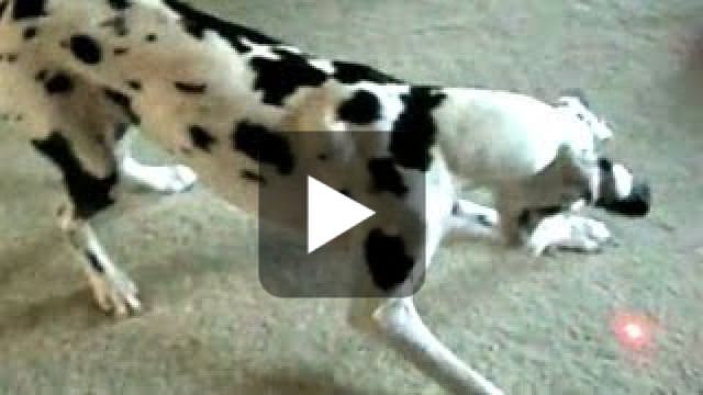 Pointer Chasing Dogs Chasing Laser Pointers Compilation
