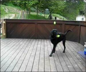 Dogs Dream Come True Funny Video