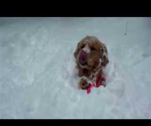 dogs excited for the snow Funny Video