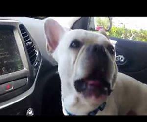 dogs excited to go to the park Funny Video