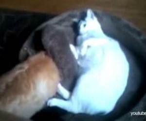 Dogs find cats in their beds Funny Video