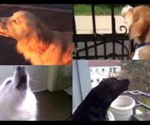 Dogs imitating Sirens Supercut Funny Video