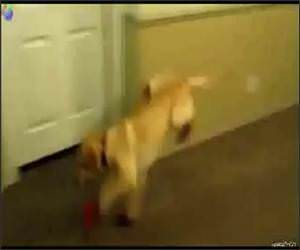 Dogs in Boots Funny Video