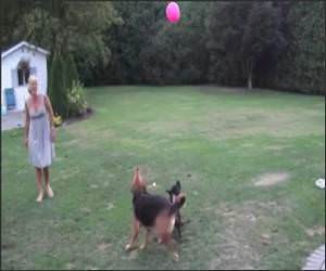 Dogs play with Balloon Video