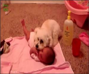 Dogs protecting babies Funny Video