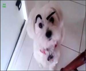 Dogs with Eyebrows Funny Video