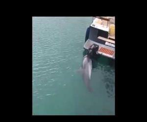 dolphin comes asking for belly rub Funny Video