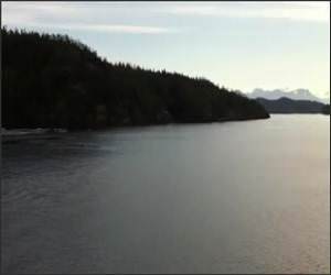 Dolphins Running Video