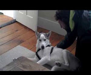 dramatic dog and his kennel Funny Video