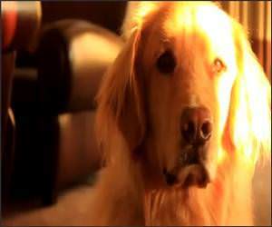 Drooling dog wants a snack Video