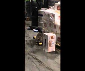 drunk racoon in warehouse Funny Video