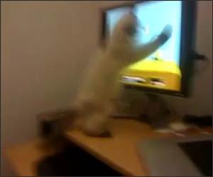 Duck Hunt Kitten Funny Video