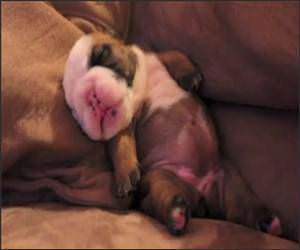 English Bulldog Puppy Dreaming Video