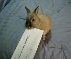 Cute Bunny Envelope opener