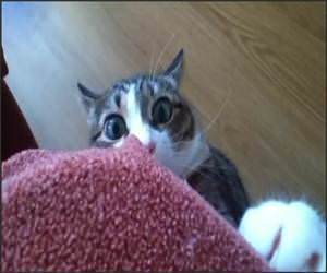 Epic Scared Cat Funny Video