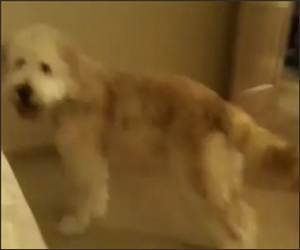 Over Excited Dog Fails Video