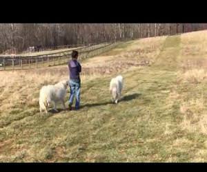 farmer goes for a little walk Funny Video