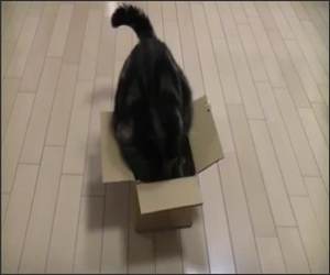 Fat cat small box Funny Video