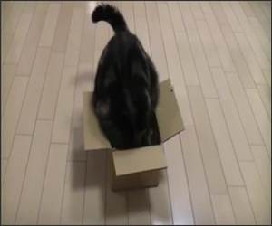 Fat cat small box Funny Video