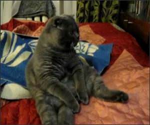  Funny Fattest Laziest Cat Video