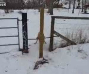 First World Dog Problems Funny Video