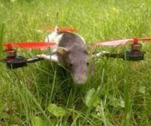 Flying Rat Copter Funny Video